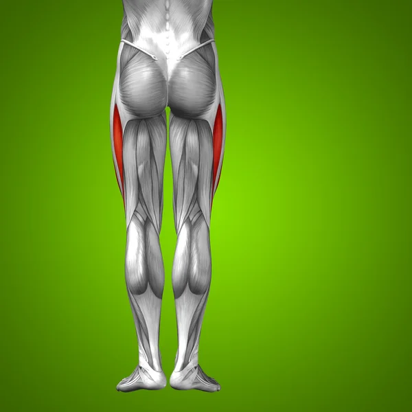 Anatomie der menschlichen Oberbeine — Stockfoto