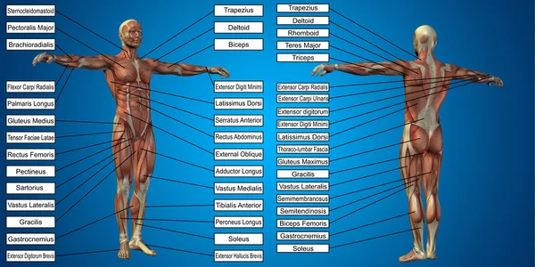 Human  anatomy with  muscles and text — Stock Photo, Image