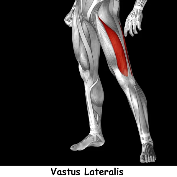 Anatomia człowieka górnej nogi — Zdjęcie stockowe