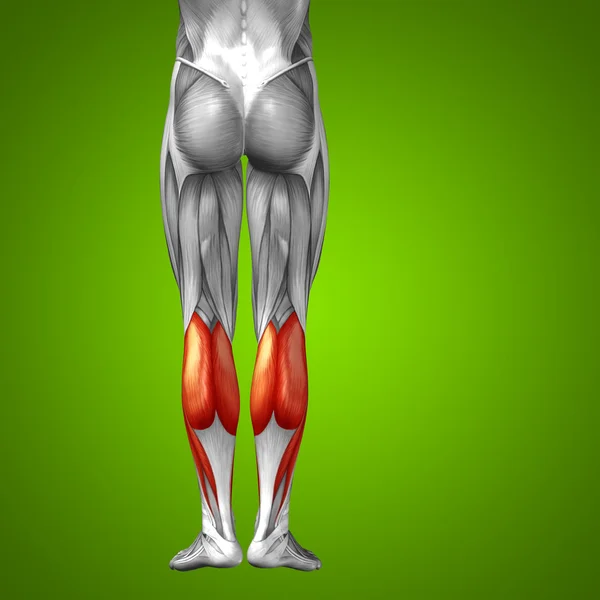 Anatomia humana das pernas inferiores — Fotografia de Stock