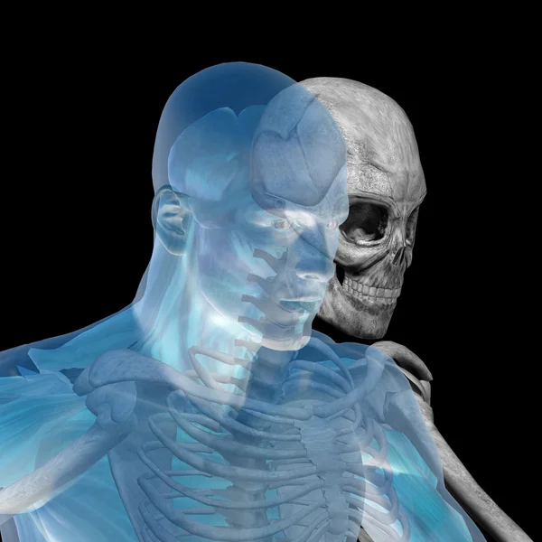 Human  anatomy with bones — Stock Photo, Image