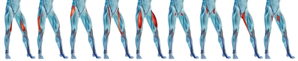 Üst bacaklar anatomi, ayarla — Stok fotoğraf