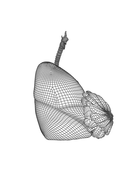 Mesh respiratory system  with lungs — Stock Photo, Image