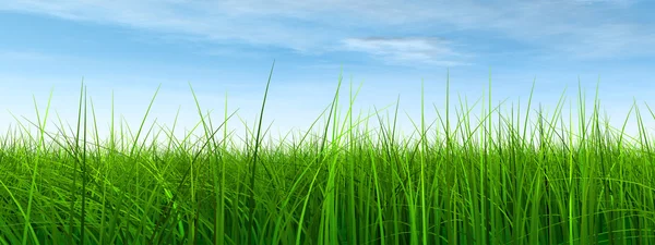 천연 잔디 잔디, — 스톡 사진