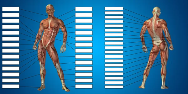 Anatomia humana e caixas de texto — Fotografia de Stock
