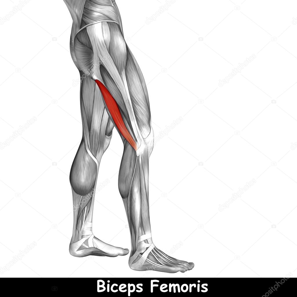 human upper legs anatomy 