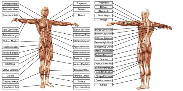 Hombre músculos anatomía con texto — Vector de stock