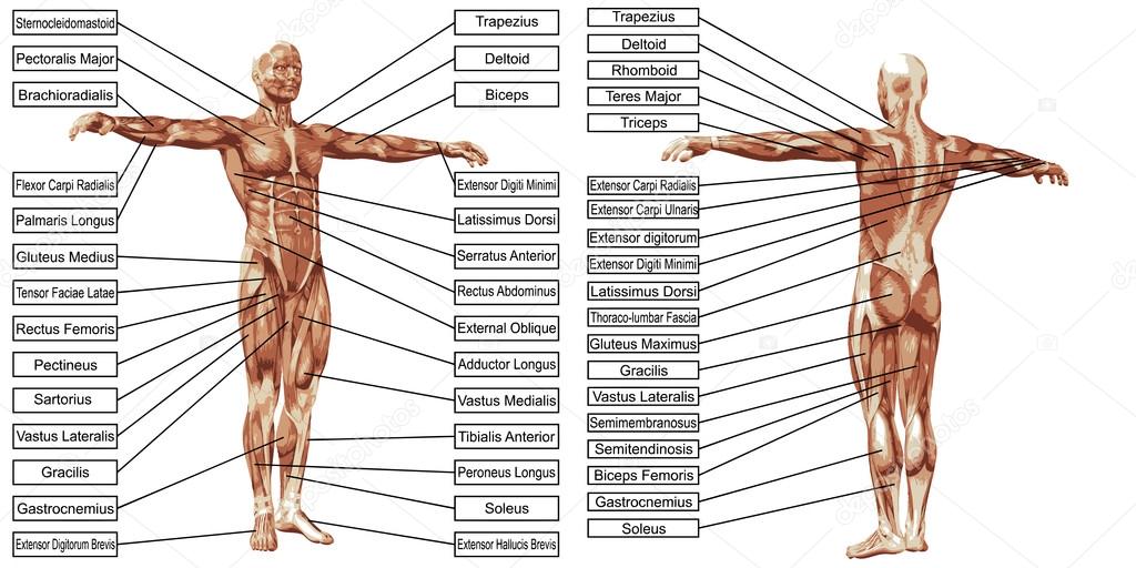 man muscles anatomy with text 