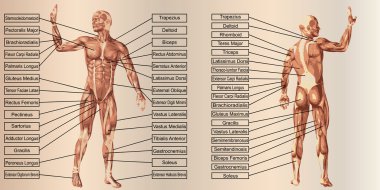 kas ve metin ile insan anatomisi