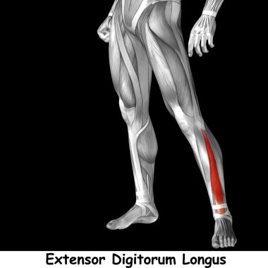 insan alt bacaklar anatomisi