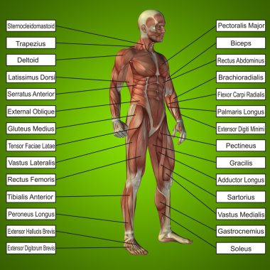 kaslı kavramsal adam