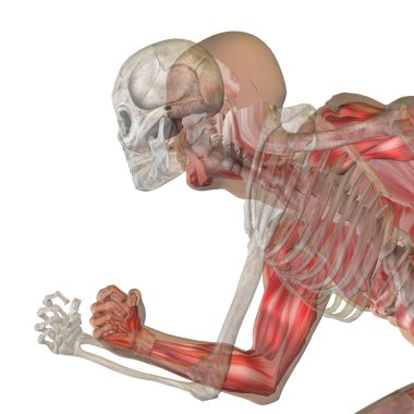 Kemikleri insan anatomisi 