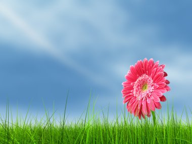 Bahar çim sahası ve bir çiçek o