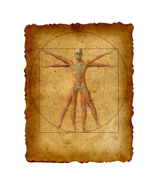 Vitruvius insan vücudu 