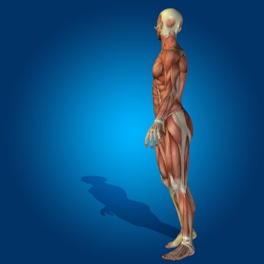 kavramsal stong insan 