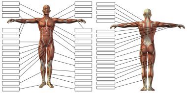 man anatomy and muscles textboxes clipart