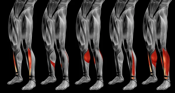 Anatomia das pernas e músculos — Fotografia de Stock