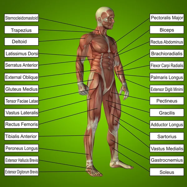 Conceptuele man met spieren — Stockfoto