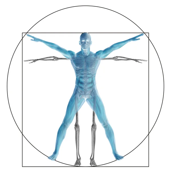 Vitruvian lidské tělo — Stock fotografie