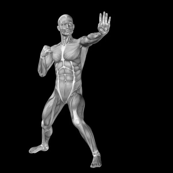 Uomo con muscoli per disegni anatomici . — Foto Stock