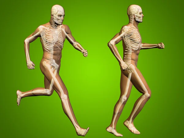 Male skeletons anatomy — Stock Photo, Image