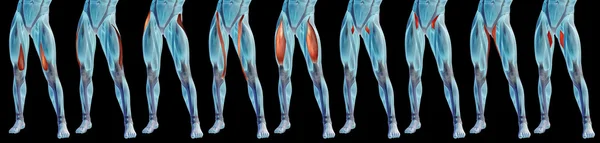 Anatomie van de bovenbenen, instellen — Stockfoto