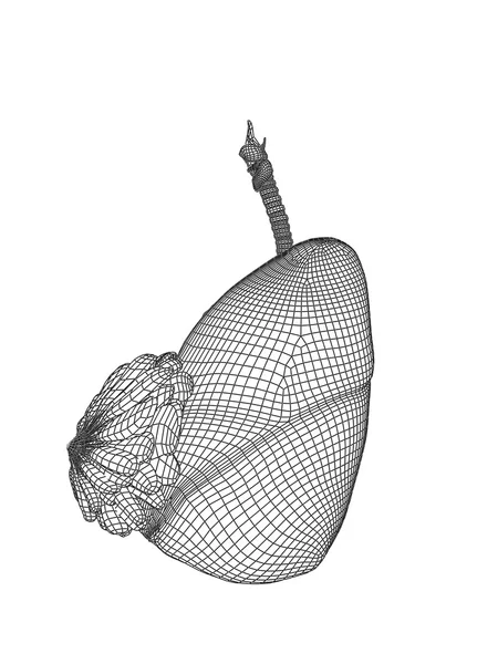 Mesh respiratory system  with lungs — Stock Photo, Image