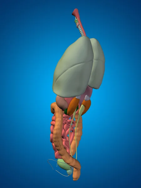 Abdominal  thorax organs — Stock Photo, Image