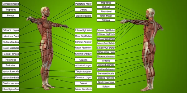 human  anatomy with  muscles and text