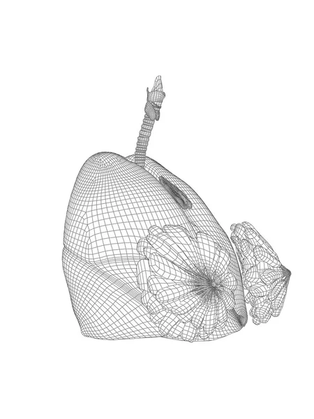 Mesh respiratory system  with lungs — Stock Photo, Image