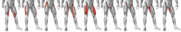 Upper legs anatomy, set — Stock Photo, Image