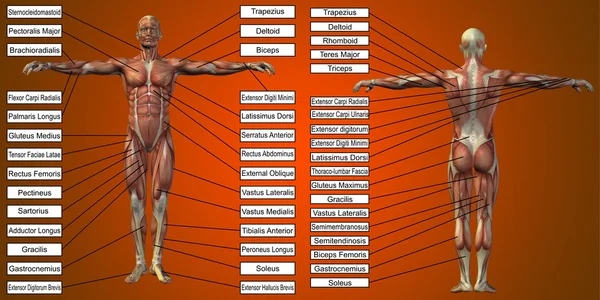 Ανθρώπινη ανατομία με τους μυς και το κείμενο — Φωτογραφία Αρχείου