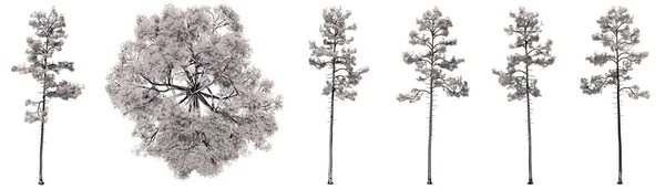 设置或收集在白色背景上隔离的松树组树的绘图 关于自然 生态和保护 力量和耐力 力量和生命的概念或概念说明3 — 图库照片