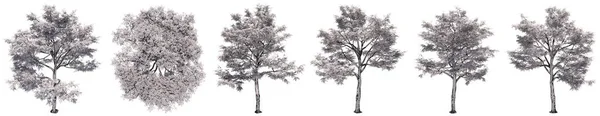 Conjunto Coleção Desenhos Elm Árvores Isoladas Sobre Fundo Branco Conceito — Fotografia de Stock
