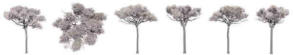 在白色背景上隔离的石松树绘图集或集合 关于自然 生态和保护 力量和耐力 力量和生命的概念或概念说明3 — 图库照片
