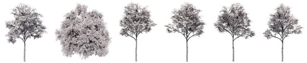 Conjunto Coleção Desenhos Árvores Rowan Isoladas Sobre Fundo Branco Conceito — Fotografia de Stock