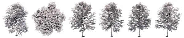 设置或收集在白色背景上隔离的枫树的绘图 关于自然 生态和保护 力量和耐力 力量和生命的概念或概念说明3 — 图库照片