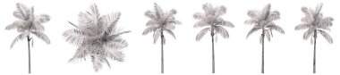 Beyaz arka planda izole edilmiş palmiye ağaçlarının çizimleri ya da koleksiyonu. Doğa, ekoloji ve korunma, güç ve dayanıklılık, kuvvet ve yaşam için kavramsal veya kavramsal 3D illüstrasyon