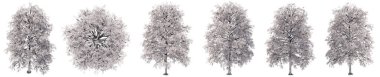 Beyaz arka planda izole edilmiş meşe ağacı çizimleri seti veya koleksiyonu. Doğa, ekoloji ve korunma, güç ve dayanıklılık, kuvvet ve yaşam için kavramsal veya kavramsal 3D illüstrasyon