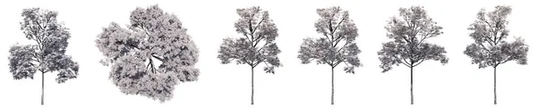 Σύνολο Συλλογή Σχεδίων Δέντρων Που Απομονώνονται Λευκό Φόντο Έννοια Εννοιολογική — Φωτογραφία Αρχείου