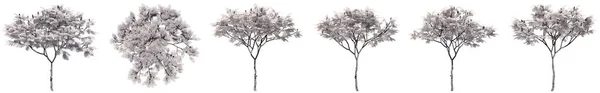 Ορισμός Συλλογή Σχεδίων Των Δένδρων Rowan Που Απομονώνονται Λευκό Φόντο — Φωτογραφία Αρχείου