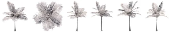 stock image Set or collection of drawings of Palm trees isolated on white background . Concept or conceptual 3d illustration for nature, ecology and conservation, strength and endurance, force and life