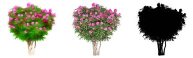 Crape Myrtle ağaçlarının seti veya koleksiyonu, boyanmış, doğal ve beyaz arka planda siyah bir siluet olarak. Doğa, ekoloji ve koruma, güç, dayanıklılık ve güzellik için kavramsal ya da kavramsal 3D illüstrasyon