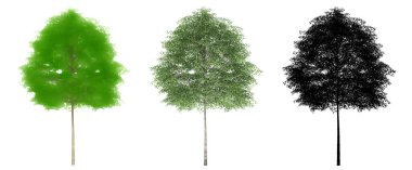 Cherrybark Oak ağaçlarının seti ya da koleksiyonu, boyanmış, doğal ve beyaz arka planda siyah bir siluet olarak. Doğa, ekoloji ve koruma, güç, dayanıklılık ve güzellik için kavramsal ya da kavramsal 3D illüstrasyon