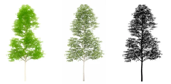 Set Collectie Van Europese Aspen Bomen Geschilderd Natuurlijk Als Zwart — Stockfoto