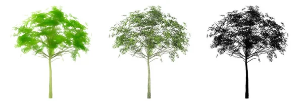 大きな葉のメイプルの木のセットやコレクション 自然と白の背景に黒いシルエットとして 生態系と保全 持久力 美しさのための概念または概念的な3Dイラスト — ストック写真