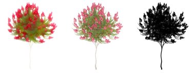 Crape Myrtle ağaçlarının seti veya koleksiyonu, boyanmış, doğal ve beyaz arka planda siyah bir siluet olarak. Doğa, ekoloji ve koruma, güç, dayanıklılık ve güzellik için kavramsal ya da kavramsal 3D illüstrasyon