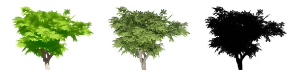 Conjunto Coleção Árvores Carrotwood Pintadas Naturais Como Uma Silhueta Preta — Fotografia de Stock