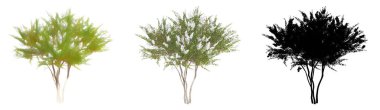 Crape Myrtle ağaçlarının seti veya koleksiyonu, boyanmış, doğal ve beyaz arka planda siyah bir siluet olarak. Doğa, ekoloji ve koruma, güç, dayanıklılık ve güzellik için kavramsal ya da kavramsal 3D illüstrasyon