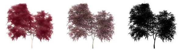 Zestaw Lub Kolekcja Czarnych Starszych Drzew Malowane Naturalne Jako Czarna — Zdjęcie stockowe